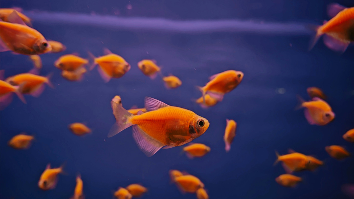Fish