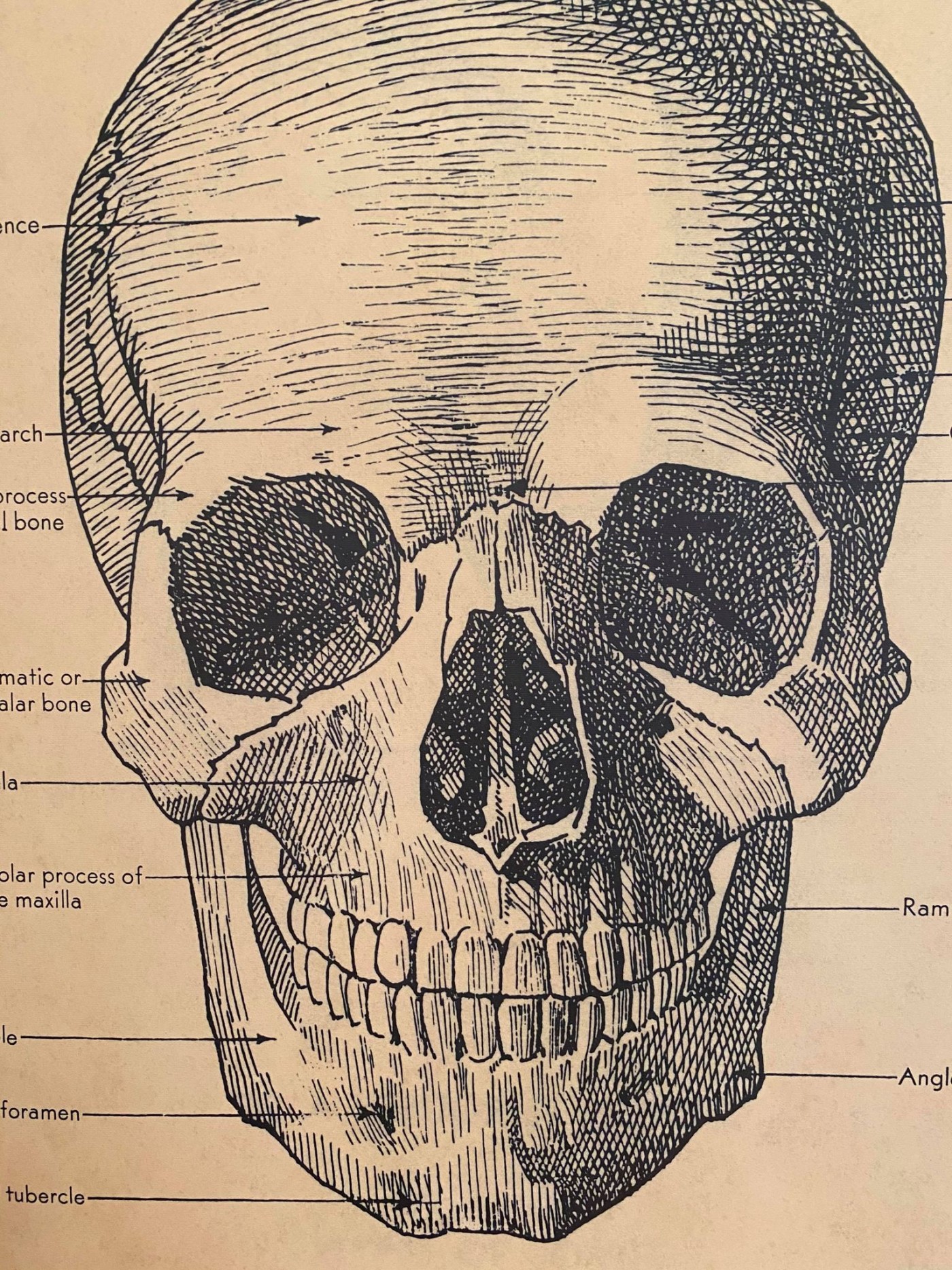 Poster of a skull