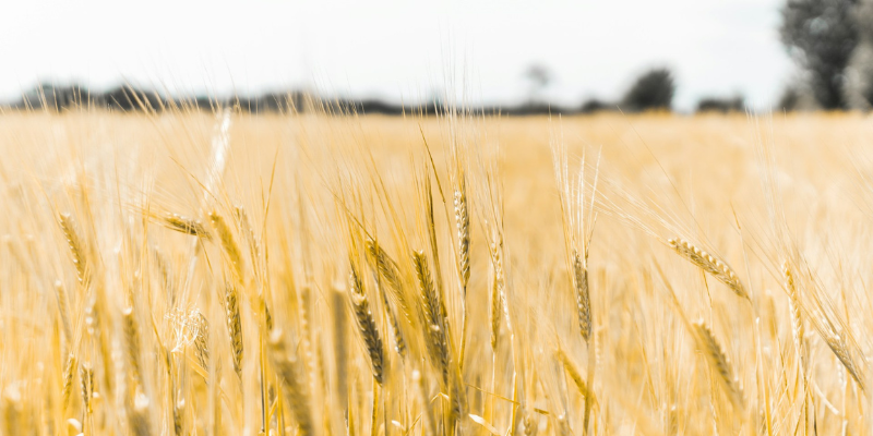 How to grow without growing your team