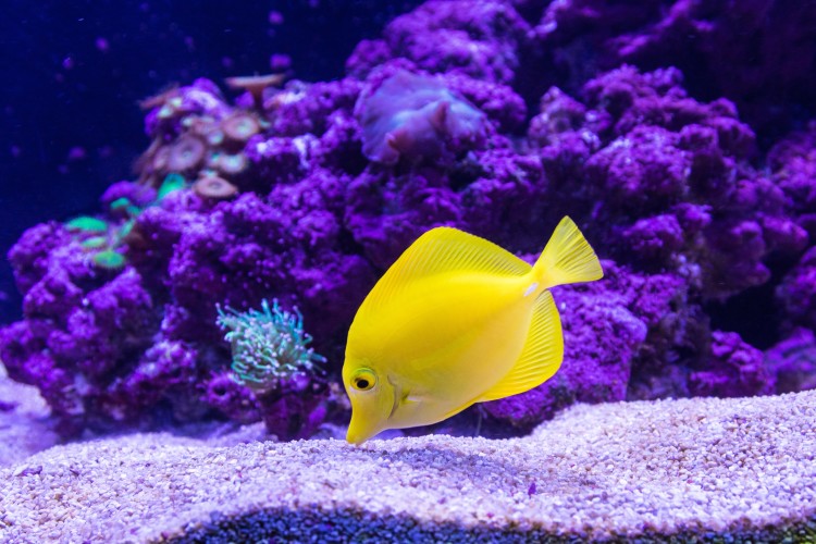 Yellow fish in an aquarium