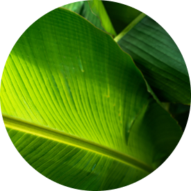Large green leaves with prominent veins, showcasing their vibrant texture and natural beauty in sunlight.