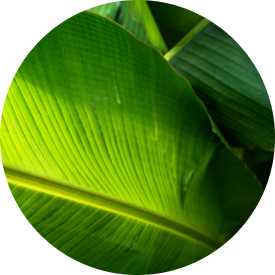 Large green leaves with prominent veins, showcasing their vibrant texture and natural beauty in sunlight.