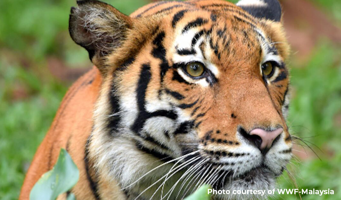 Close-up of a tiger with striking orange and black stripes, looking alert in a green natural setting.