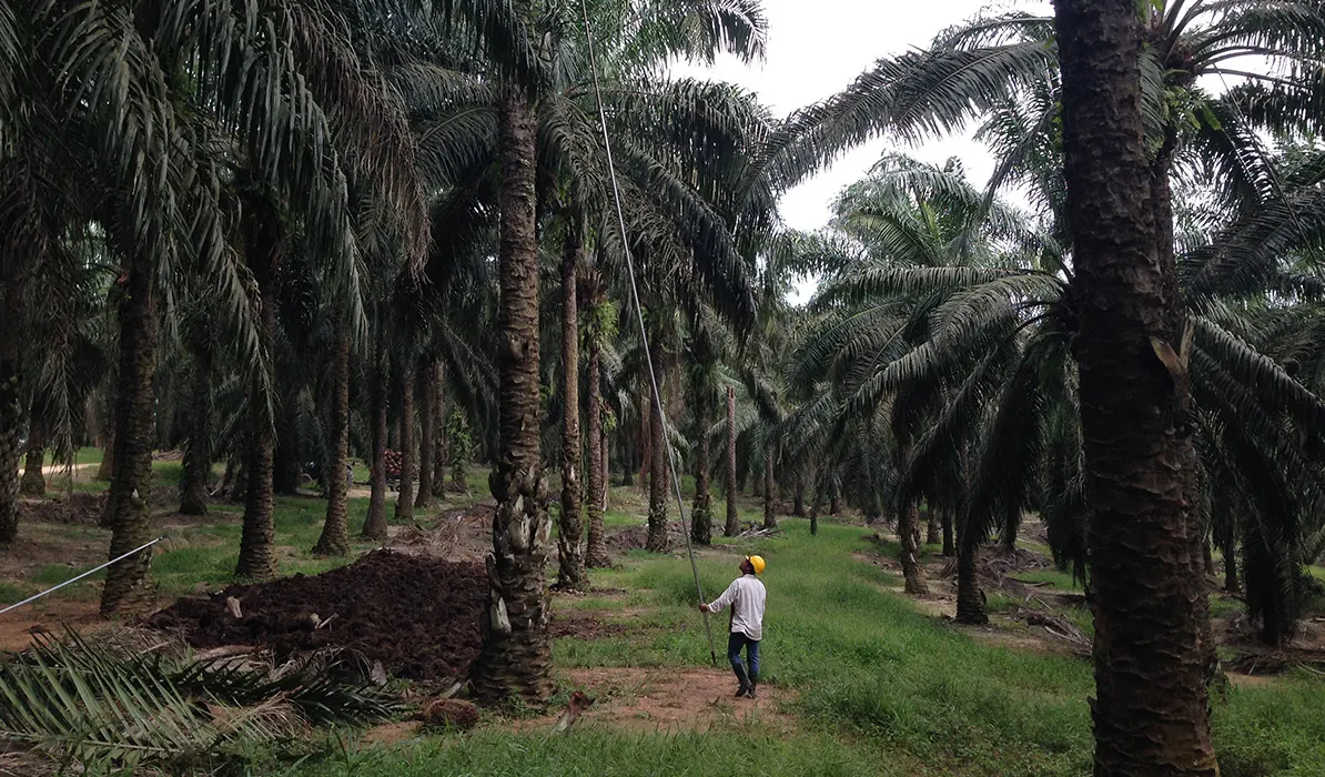 A worker in a palm oil plantation uses a long pole to harvest palm fruit among tall trees and dense foliage.