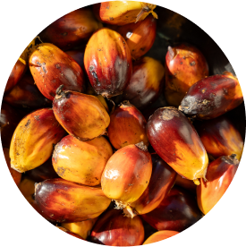 Pile of ripe palm oil fruits showing their bright colors, ready for harvesting and processing for oil production.