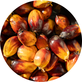 Pile of ripe palm oil fruits showing their bright colors, ready for harvesting and processing for oil production.