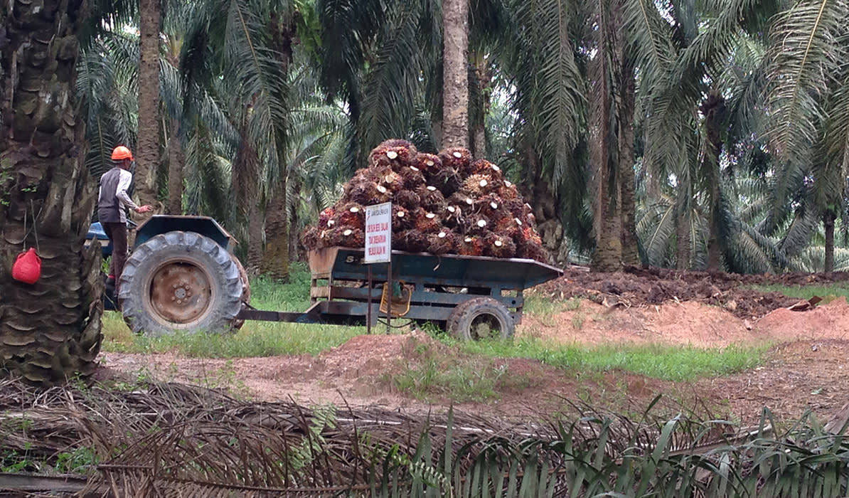 A tractor transporting a large load of palm fruit through a lush green plantation with tall palm trees surrounding it.