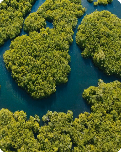 Lush green mangrove forest on waterway with vibrant foliage and winding channels under natural light.