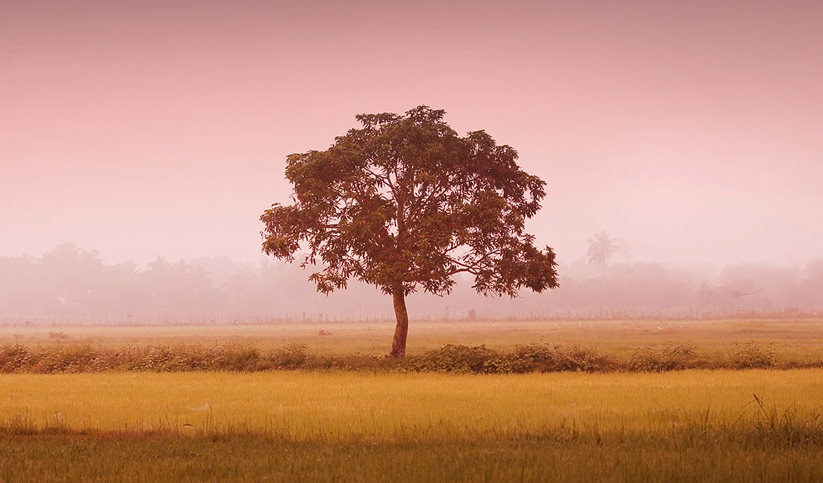 A solitary tree stands in a serene golden field under a soft pink sky at dusk.