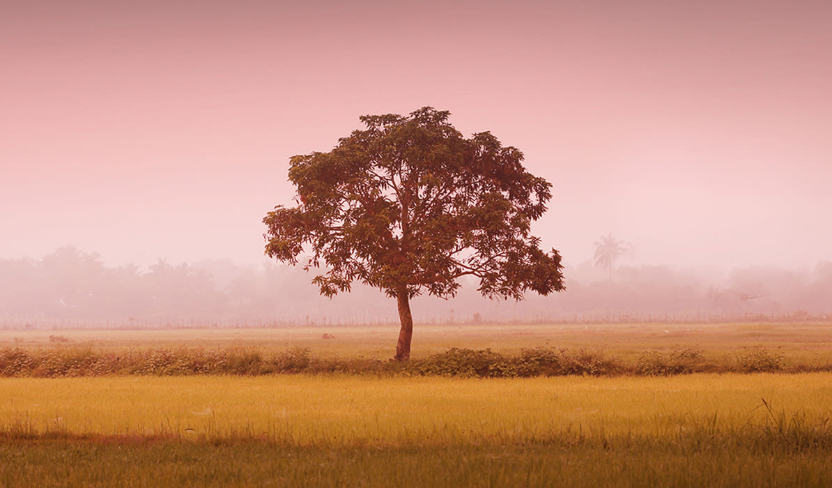 A solitary tree stands in a serene golden field under a soft pink sky at dusk.