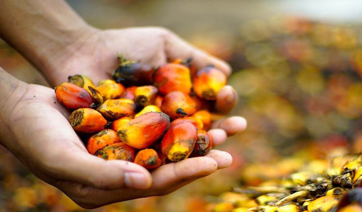 A person holds ripe palm fruits in their hands, surrounded by a blurred background of more palm fruits.