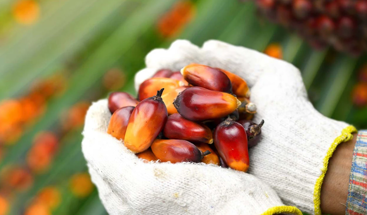 Freshly harvested palm oil fruits held in gloved hands against a blurred green background, showcasing their rich colors and textures.