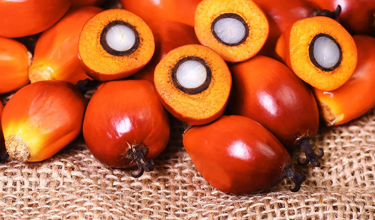 Freshly harvested palm oil fruits with bright orange skin and cut surface revealing white seed.