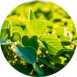 Lush green leaves glistening under sunlight, showcasing vibrant textures and natural beauty in a circular composition.