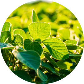  Lush green leaves glistening under sunlight, showcasing vibrant textures and natural beauty in a circular composition.