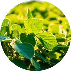  Lush green leaves glistening under sunlight, showcasing vibrant textures and natural beauty in a circular composition.