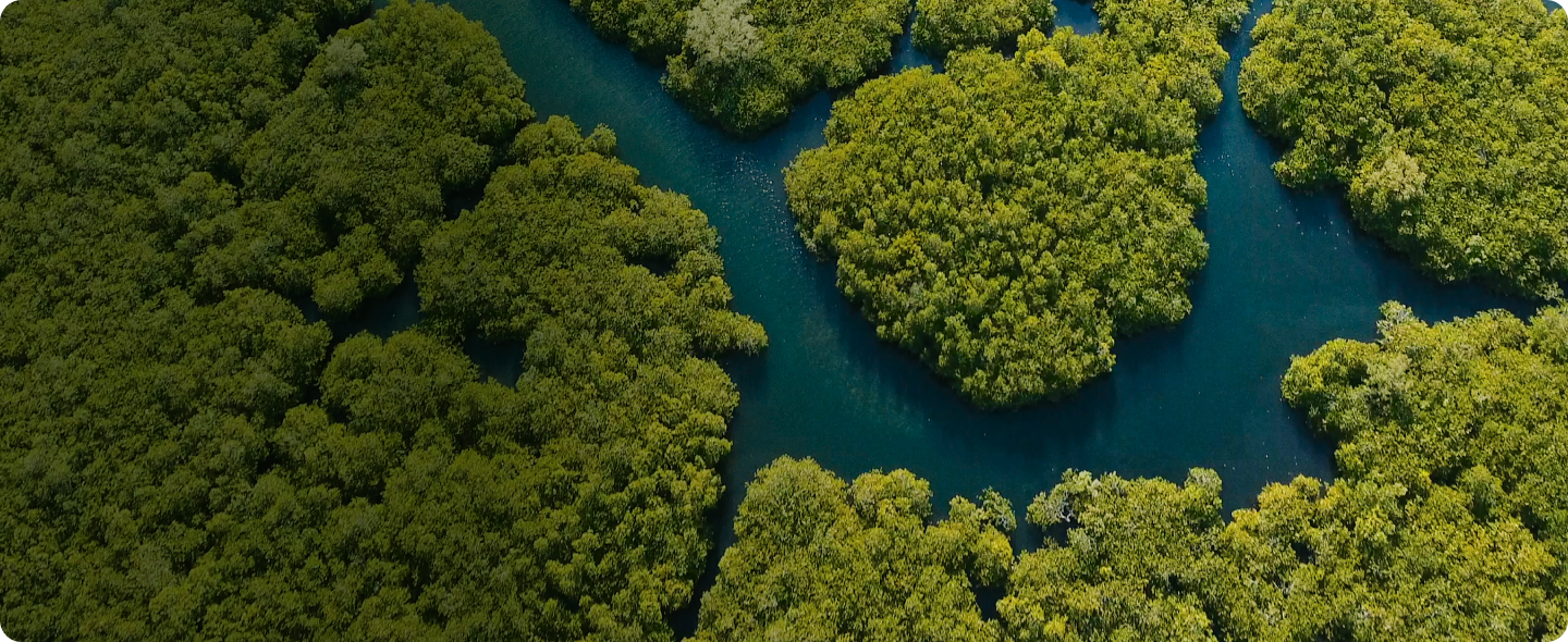 Lush green mangrove forest on waterway with vibrant foliage and winding channels under natural light.