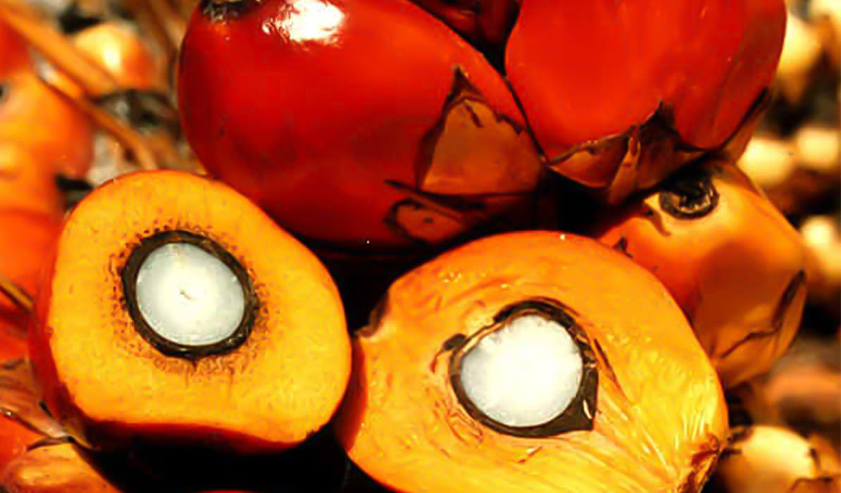 Freshly harvested palm oil fruits with bright orange skin and cut surface revealing white seed.