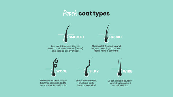 An infographic around different dog coat types, showing the individual hairs with a description, against a pale blue background