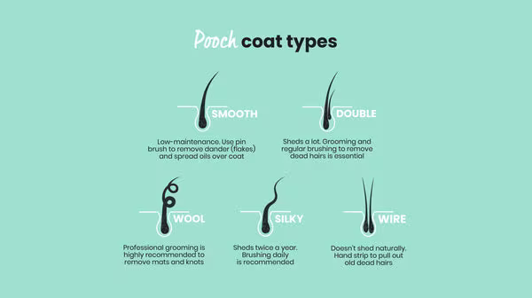 An infographic around different dog coat types, showing the individual hairs with a description, against a pale blue background