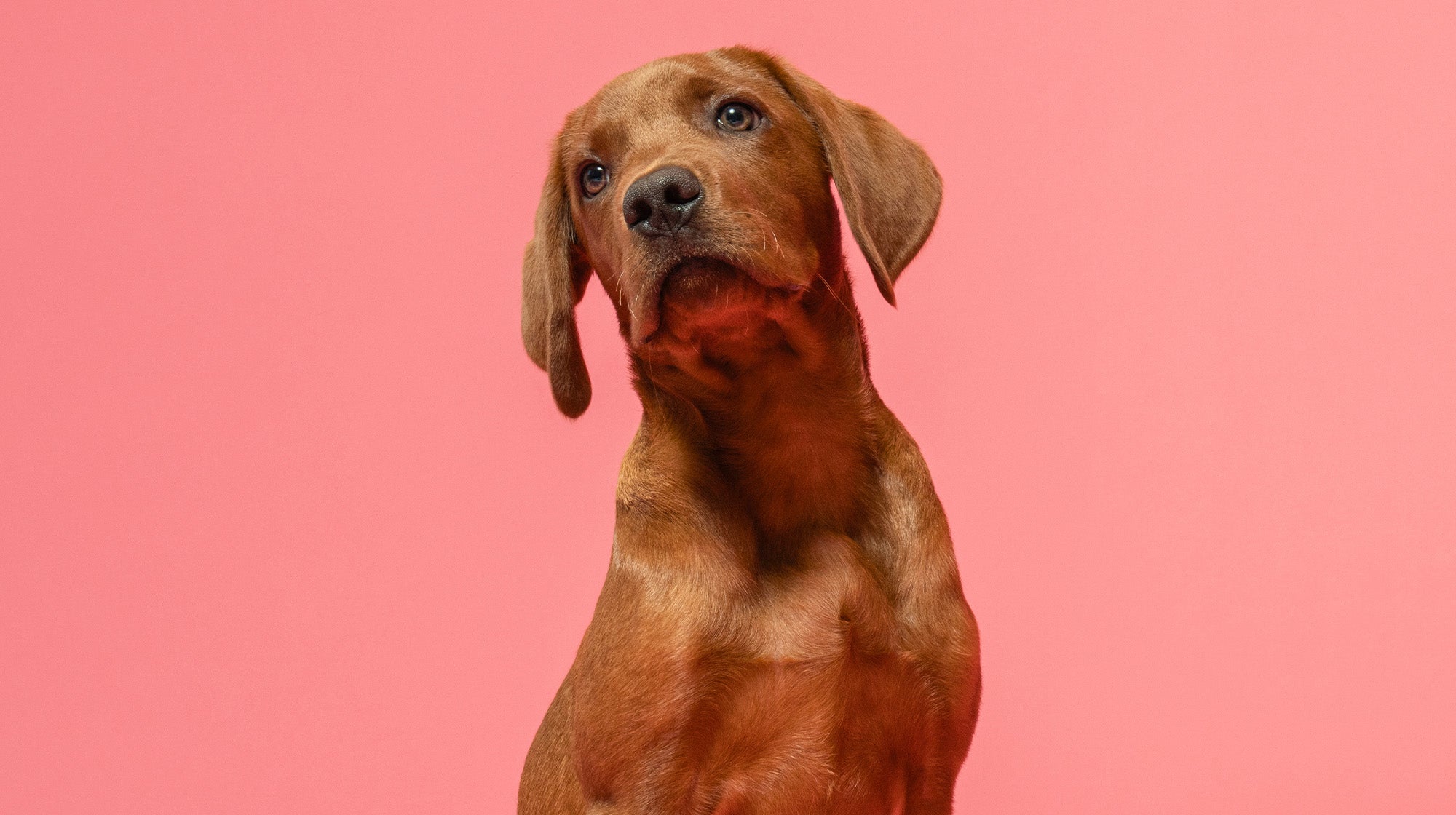 Why you should prioritise your puppy's gut health-Image 2