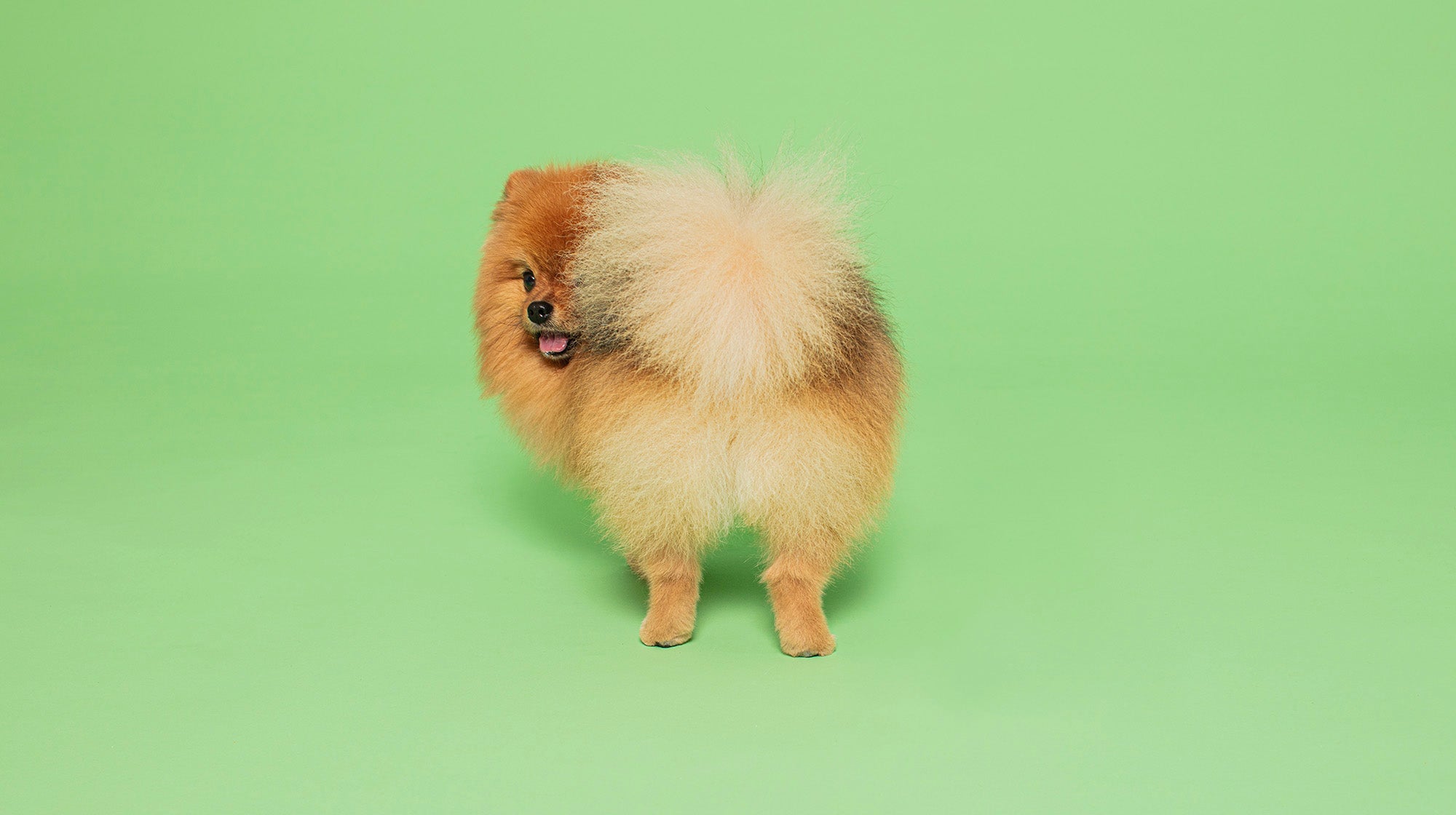 What dog-safe foods are naturally high in fibre?-Image 1