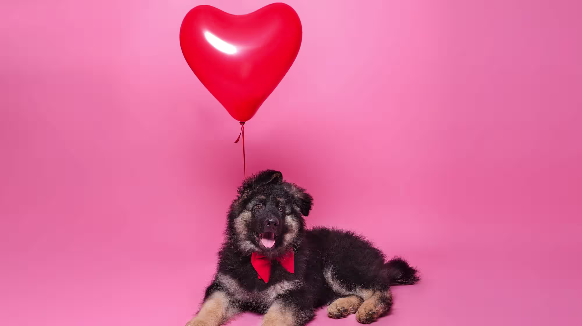 dog sat down with a pink heart balloon