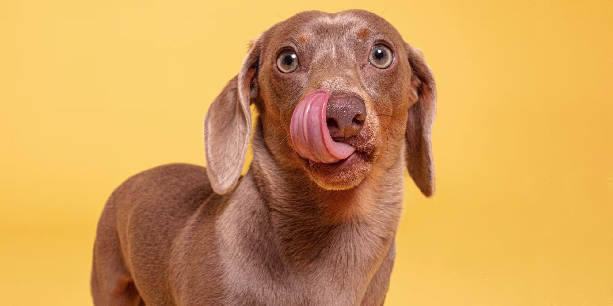 How to keep your dog cool in summer-Image 1