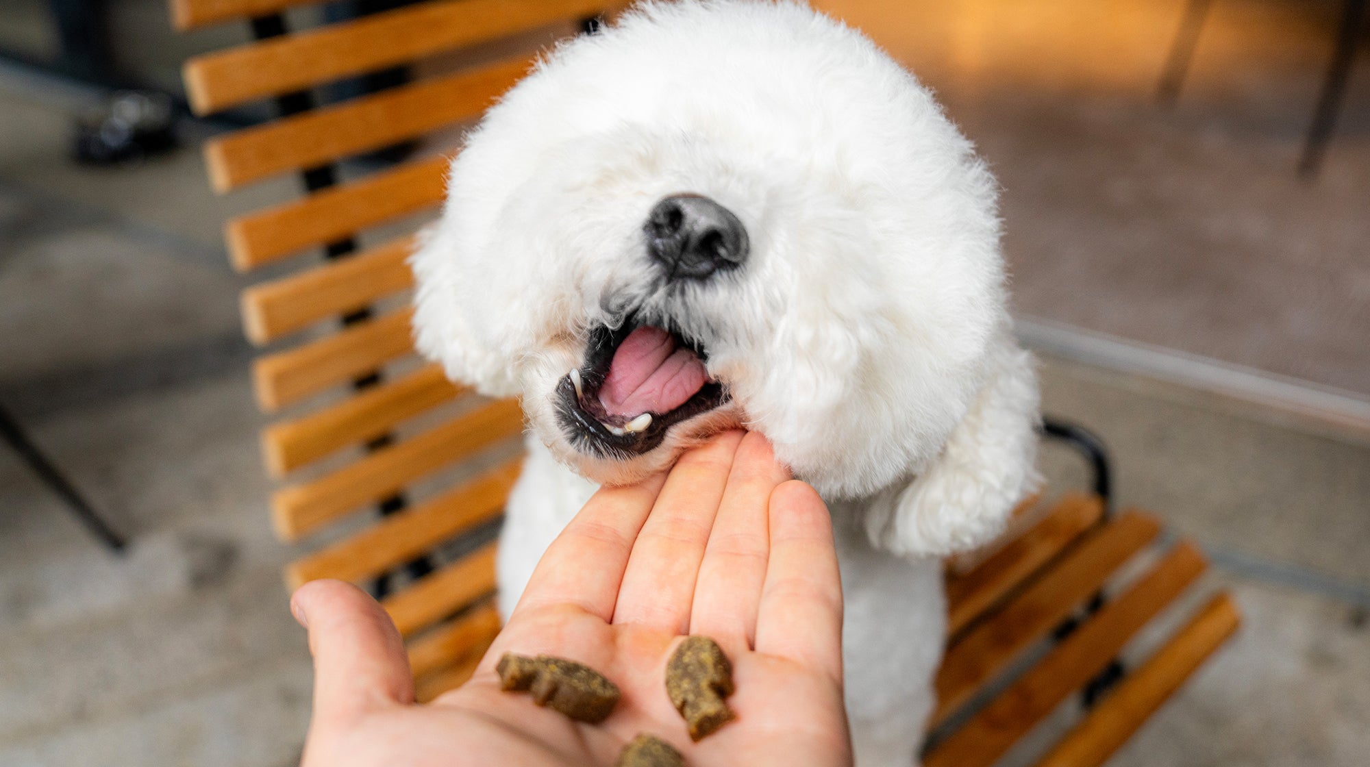 Dining in a restaurant with your dog: Tips & Tricks-Image 2