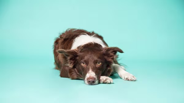 How long is too long to leave your dog alone?-Image 1