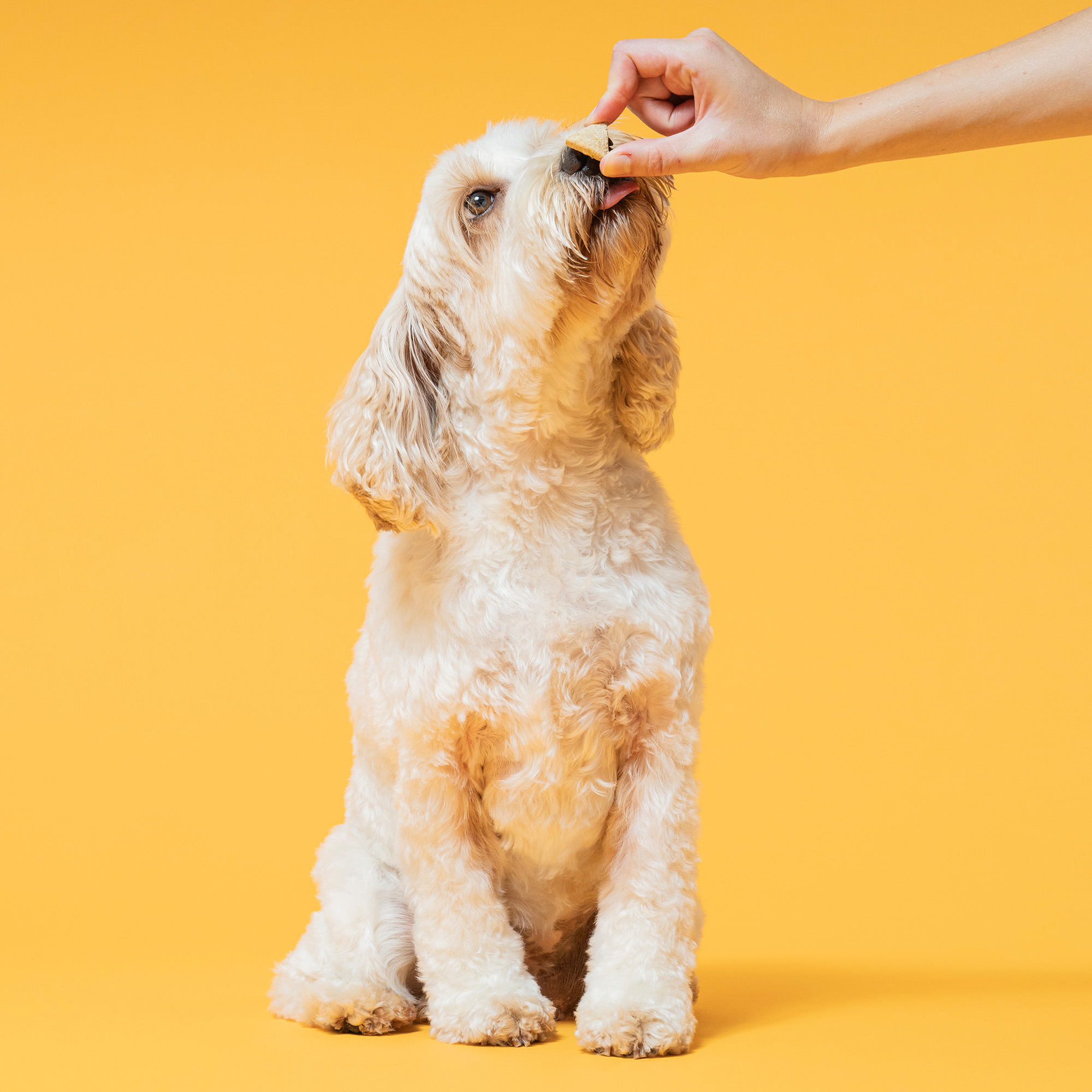 WEBSITE CHEESE DENTAL STICKS TREATS CHEESE TREATS PDP IMAGES 7