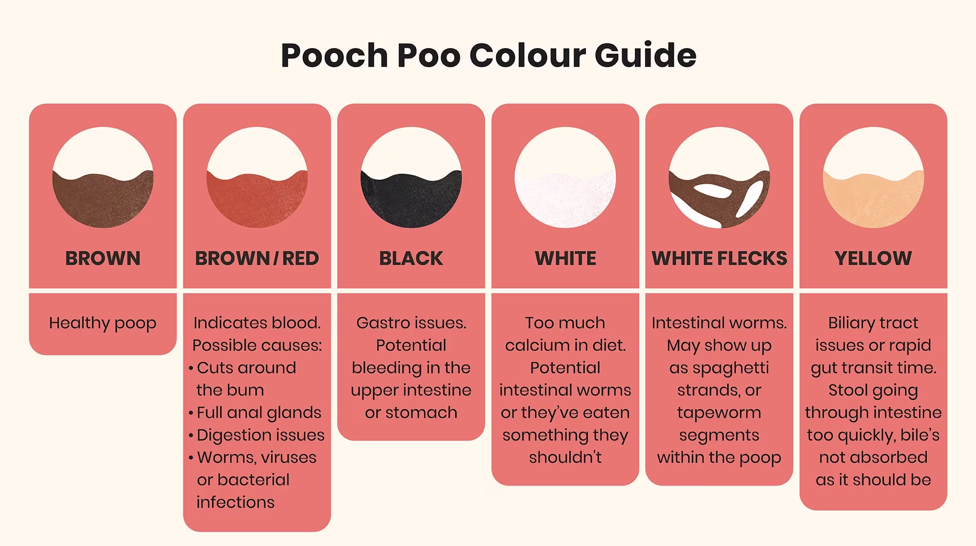 Everything you need to know about your puppy's poop-Image 1