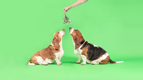 Two Basset Hound dogs, kissing under the mistletoe, against a pale green background