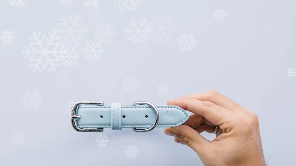 blue leather dog collar