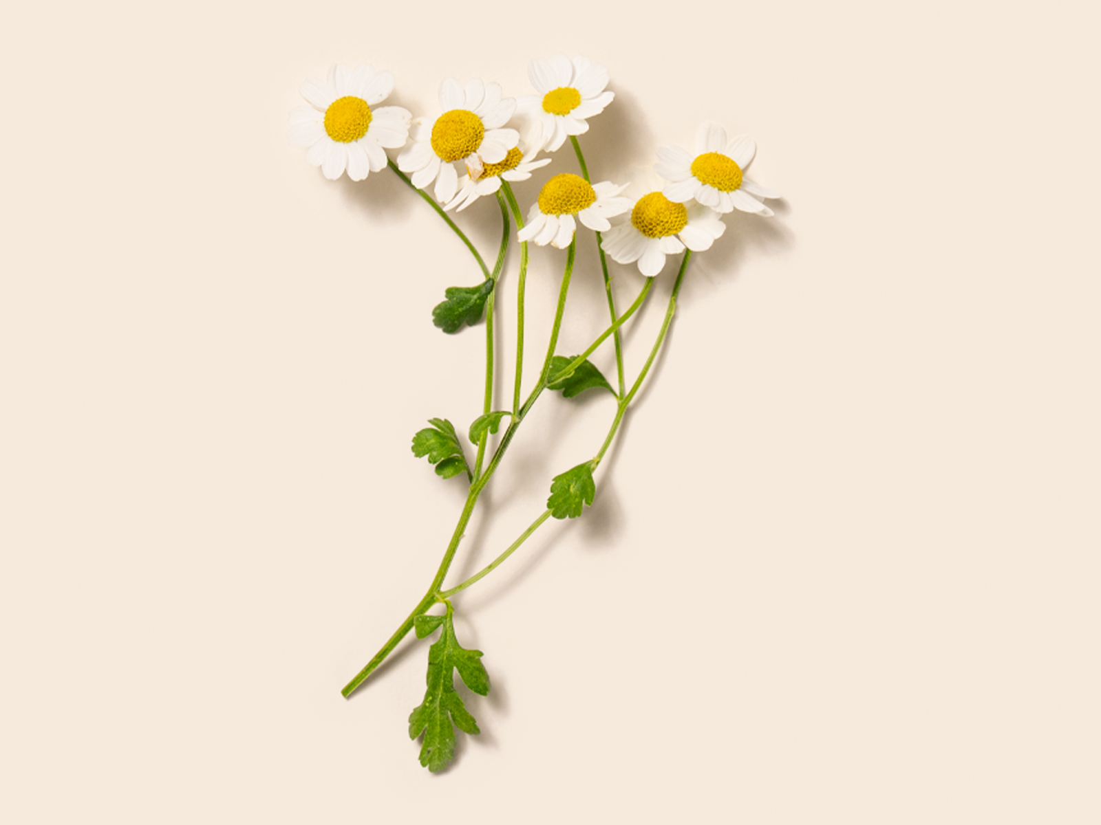 Chamomile