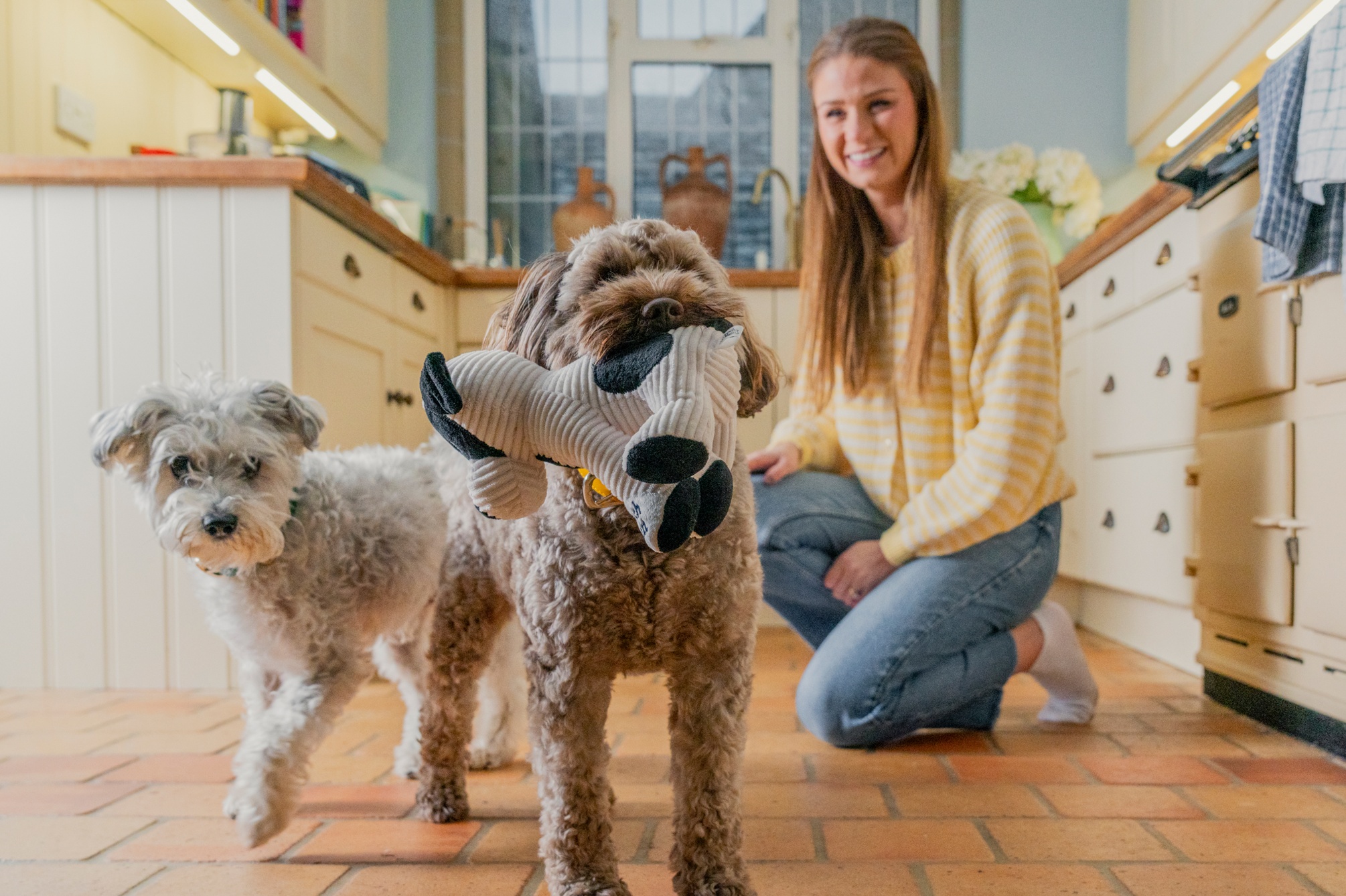 Dog Toys & Accessories collection banner