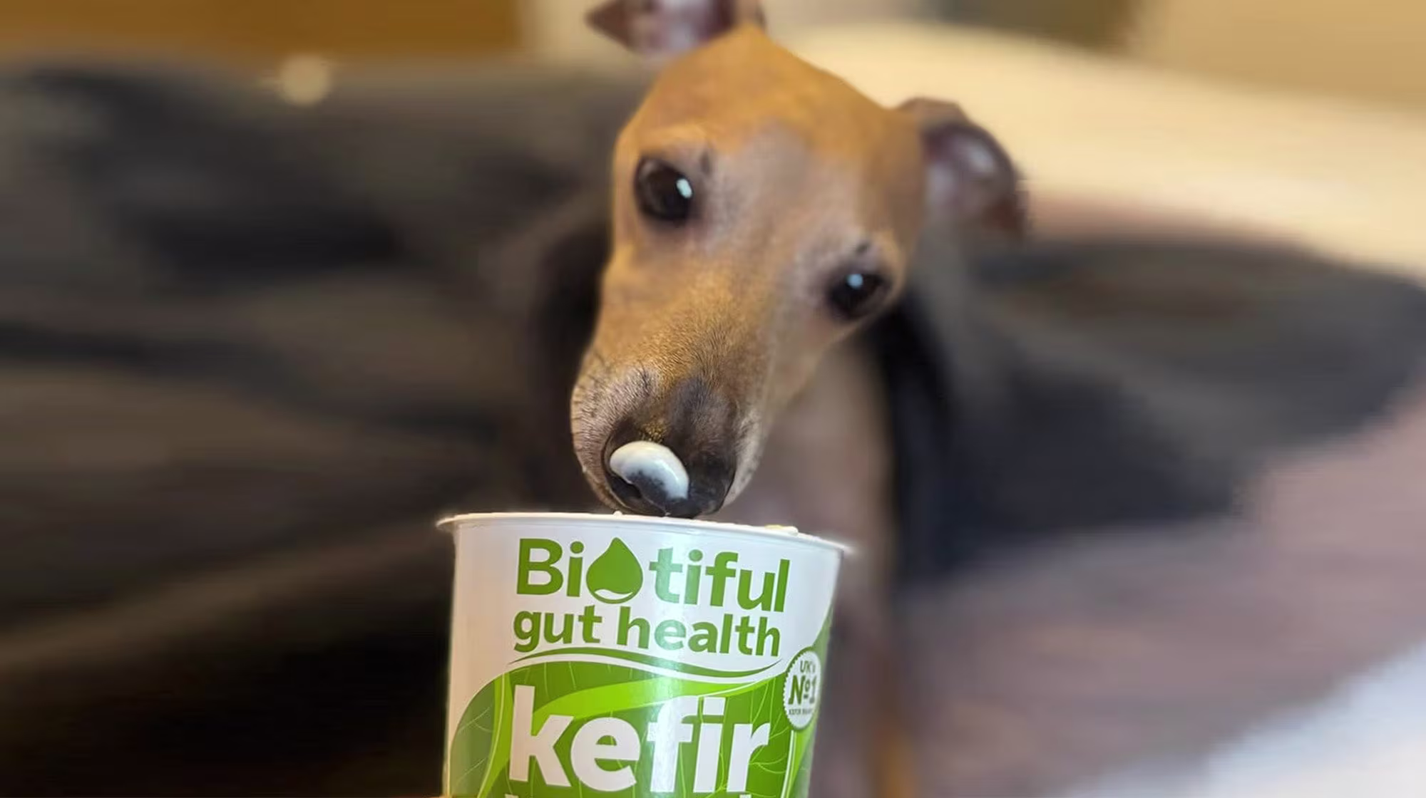 Lennie’s Gut Health Story with Kefir-Image 1