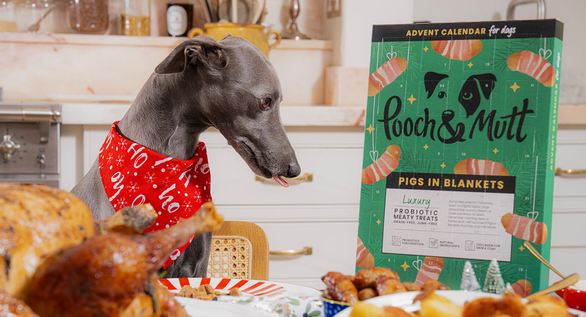 Introducing Pooch & Mutt’s Christmas Range-Image 1