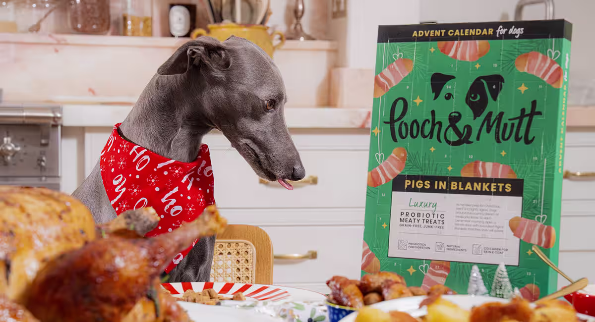 Introducing Pooch & Mutt’s Christmas Range-Image 1