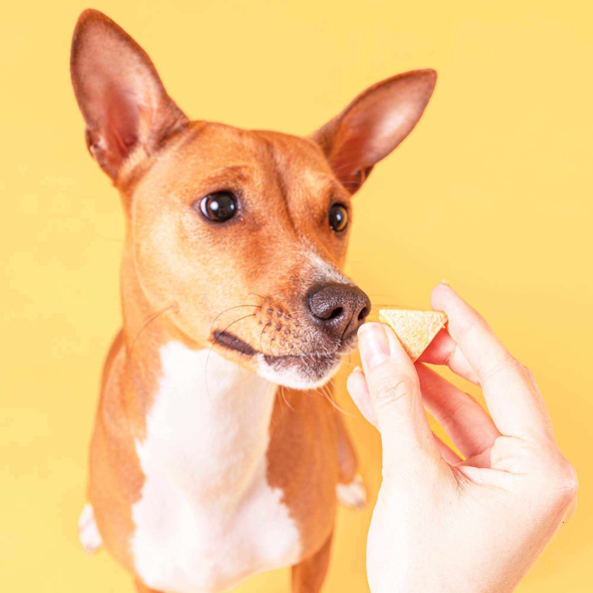 POOCH MUTT PEANUTBUTTER 7870 72dpi