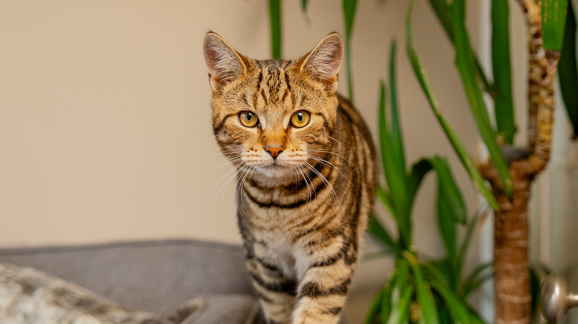 BLOG WHY IS MY CAT DRINKING SO MUCH WATER BODY IMAGE 1