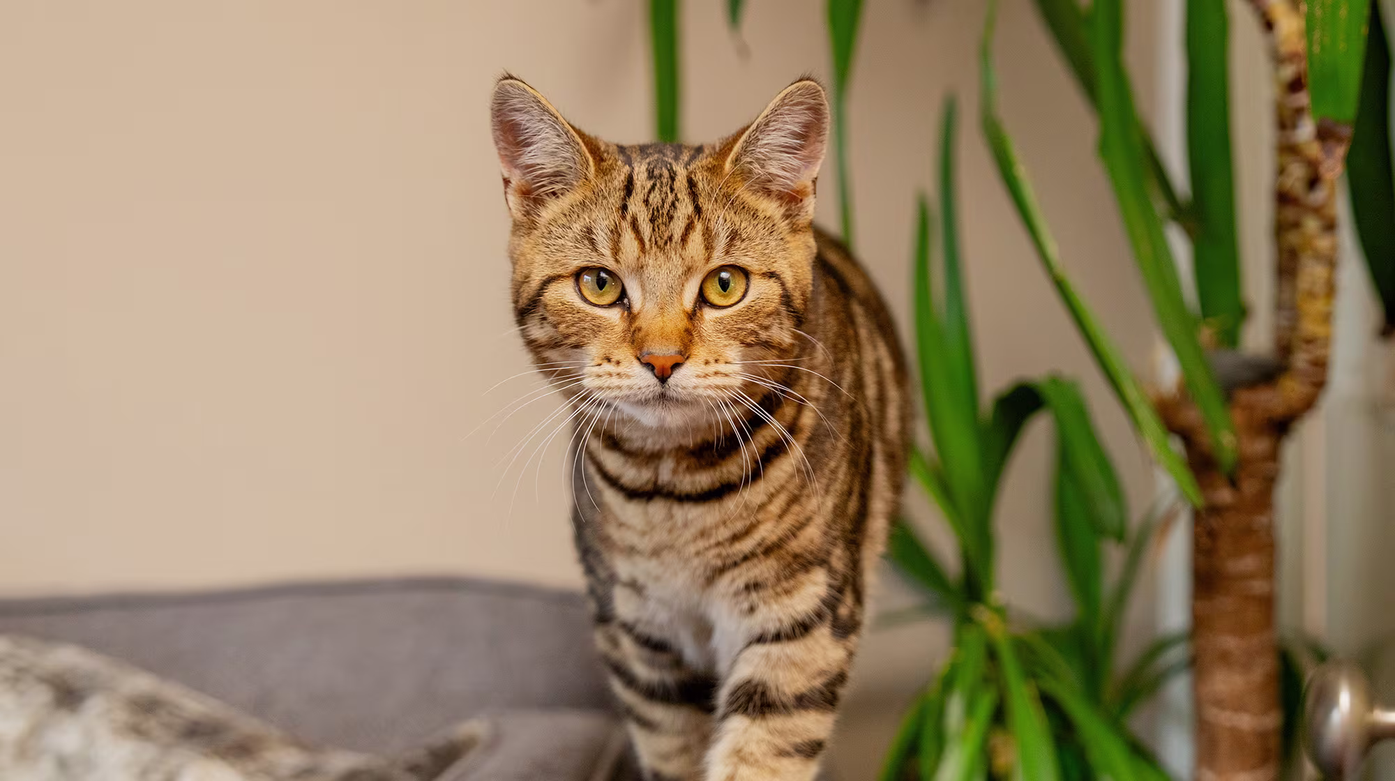 BLOG WHY IS MY CAT DRINKING SO MUCH WATER BODY IMAGE 1