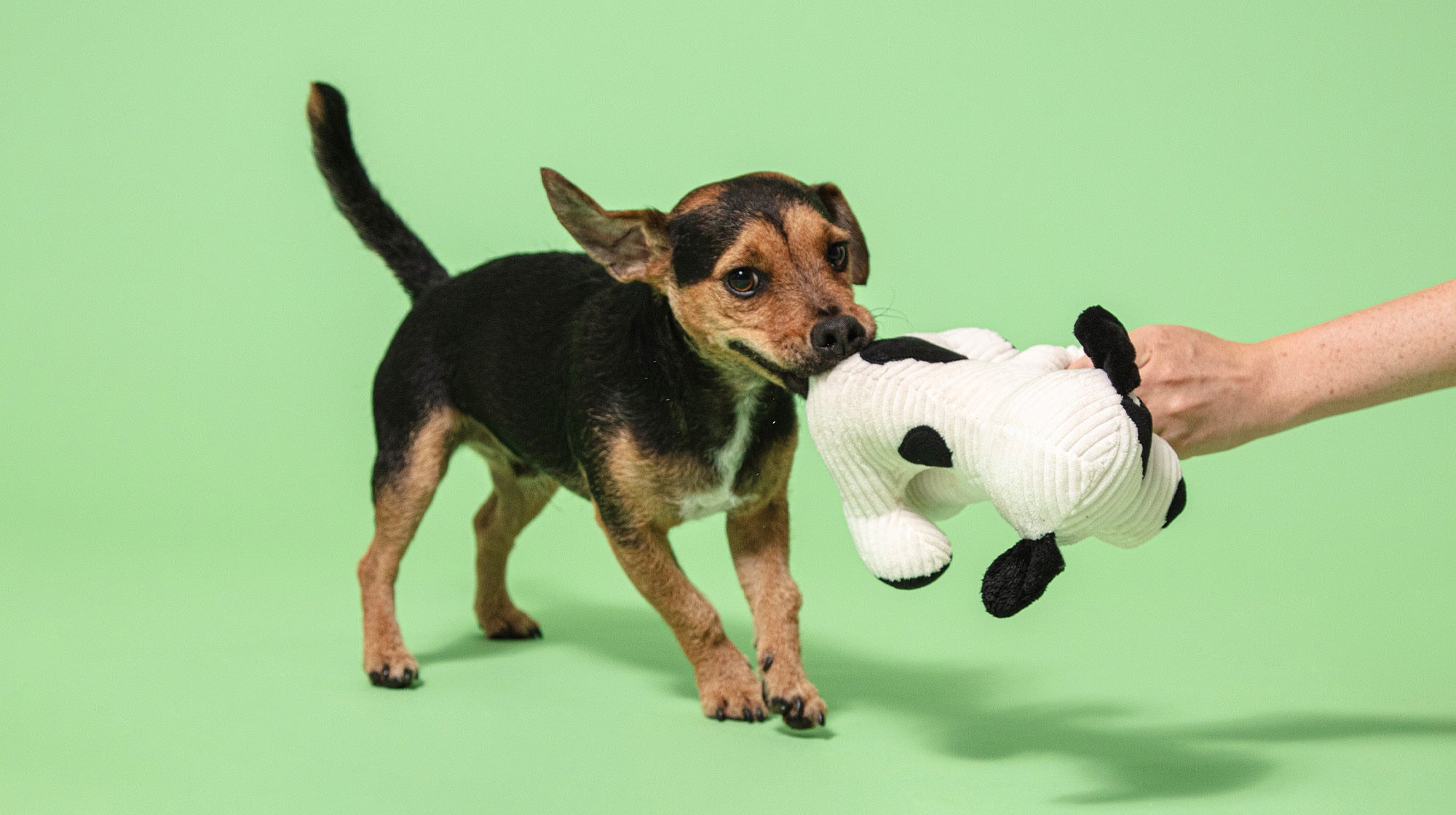 Why do dogs dig?-Image 2