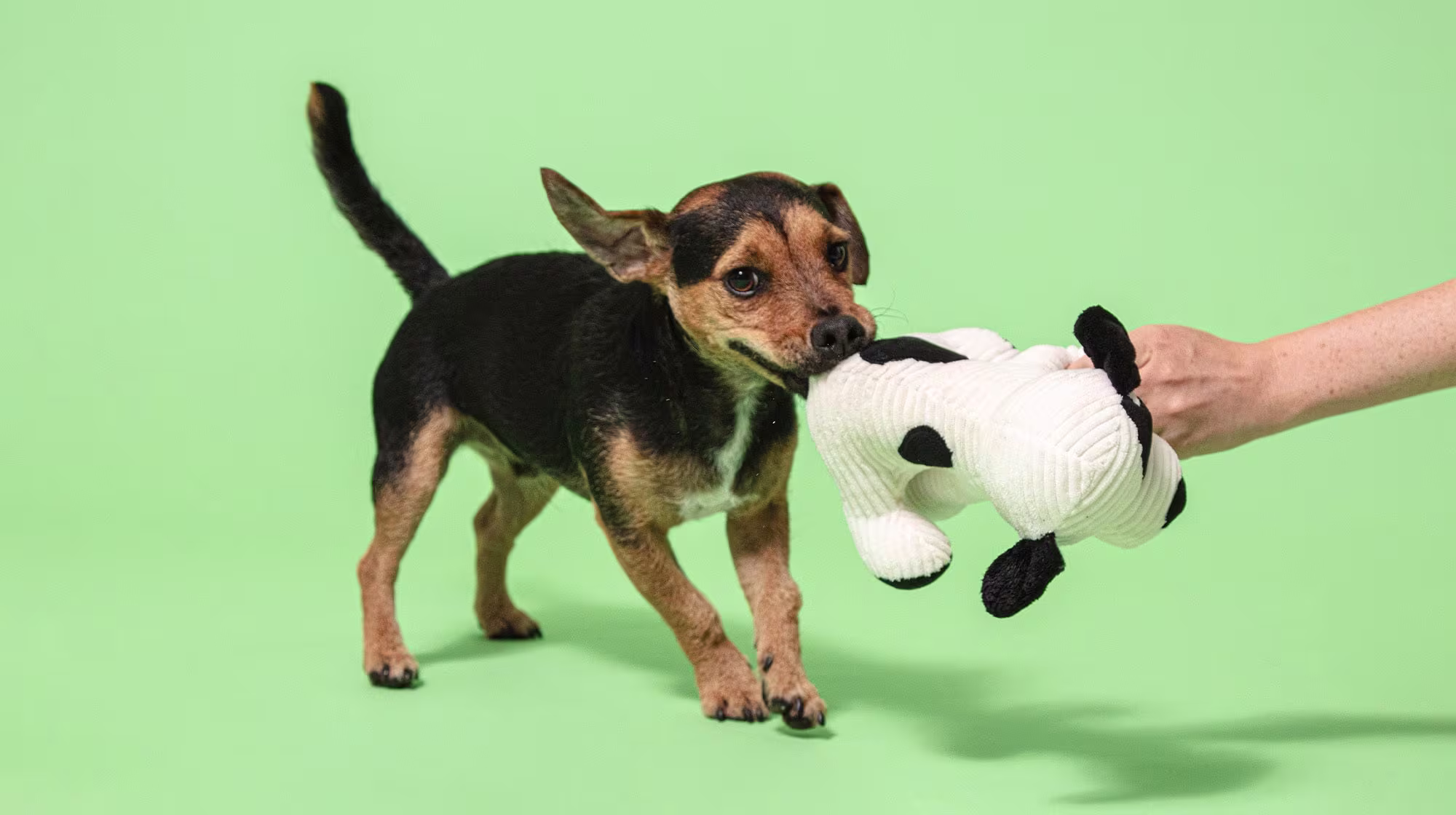 Why do dogs dig?-Image 2