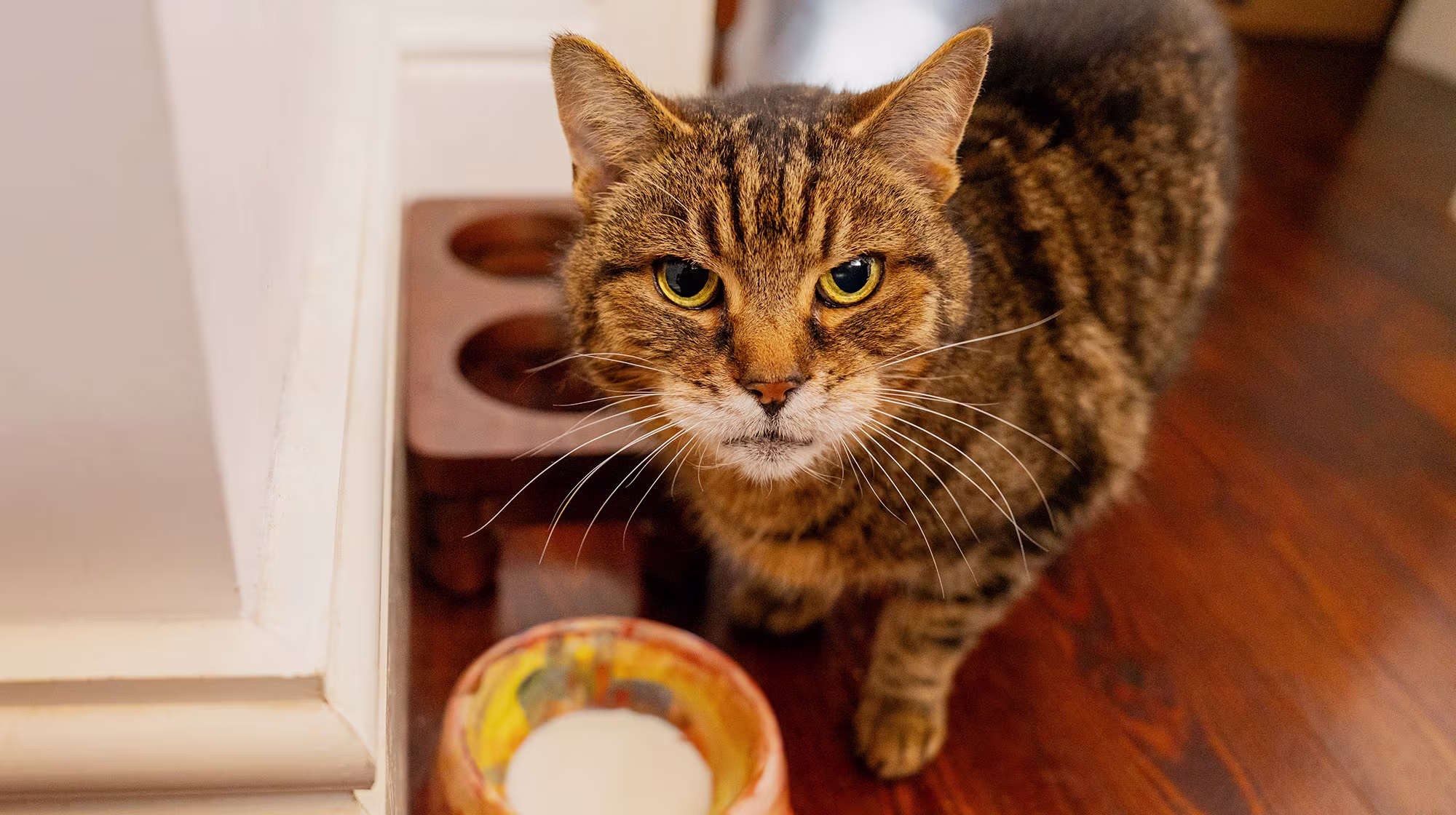 BLOG DIARRHOEA IN CATS HEADER