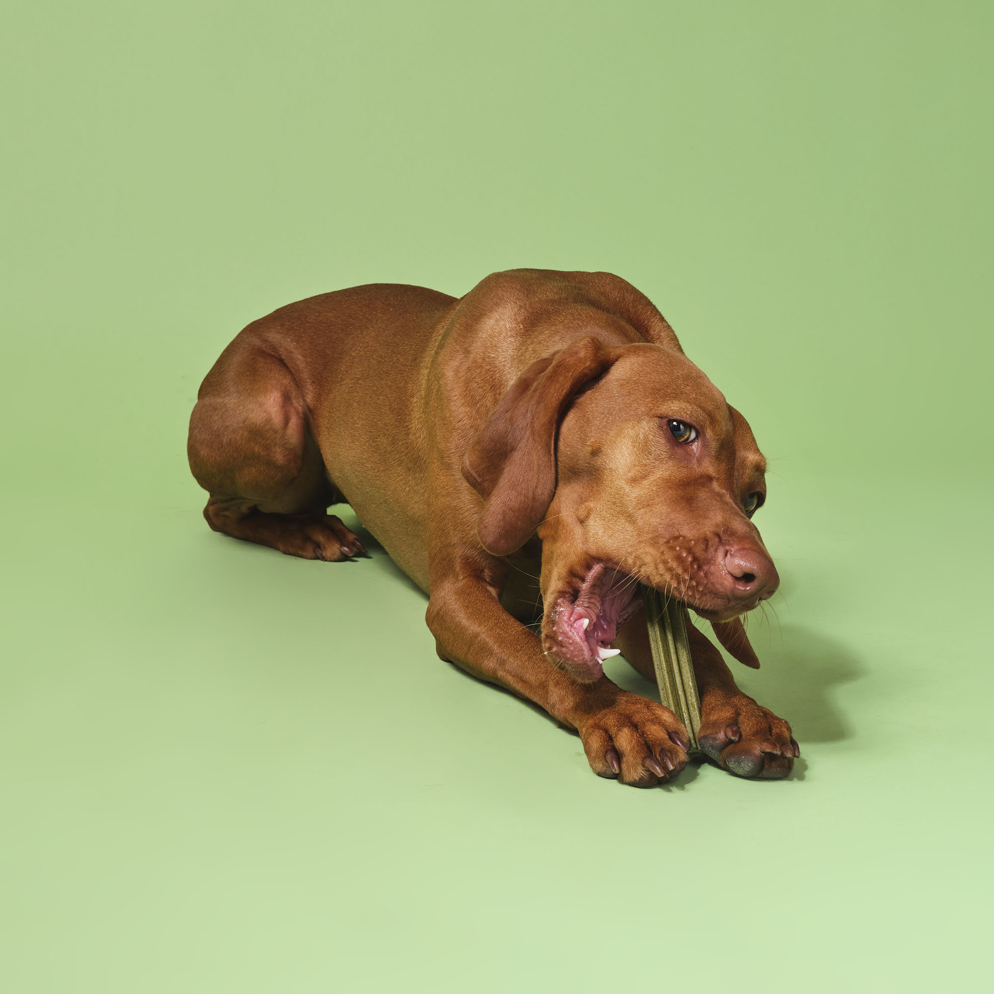 NALA DOG-SUPERFOOD-DENTAL-STICKS