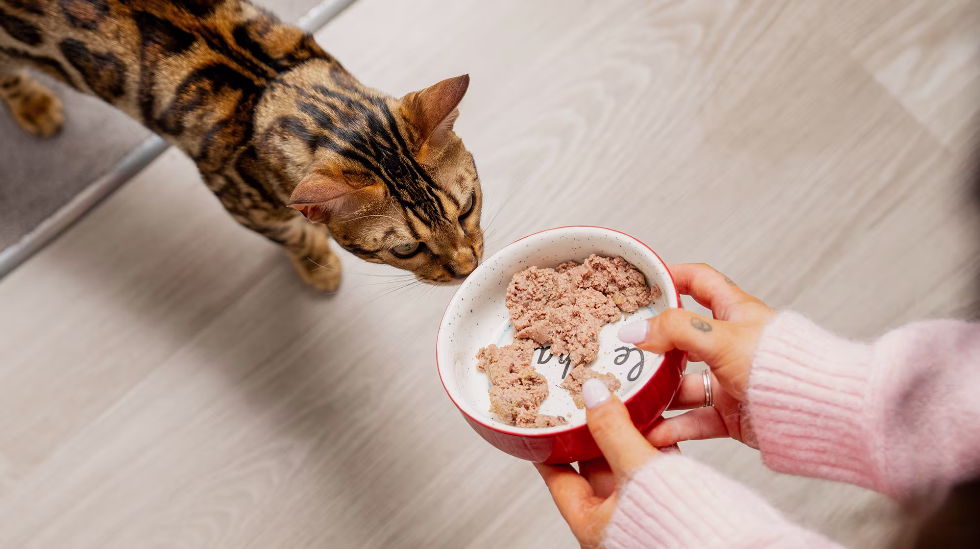 BLOG DIARRHOEA IN CATS BODY IMAGE 2