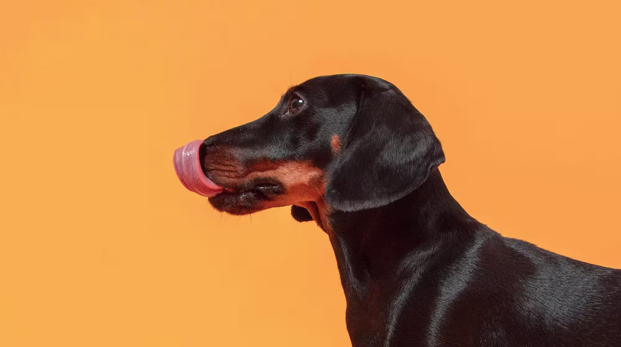 Dog stopped eating dry food? How to make it more appealing-Image 1