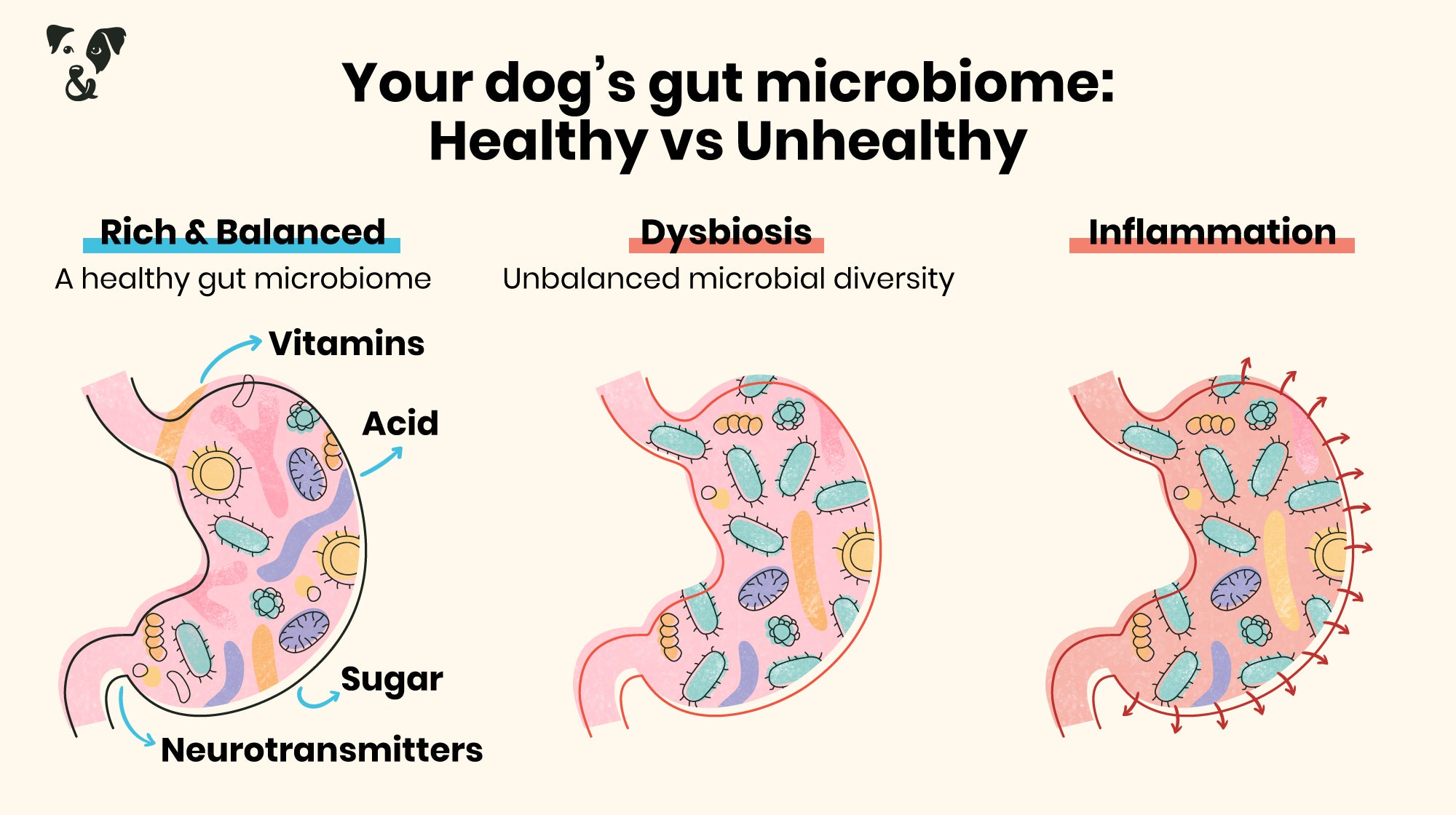 Dog owners: What you need to know about your dog’s gut microbiome-Image 5