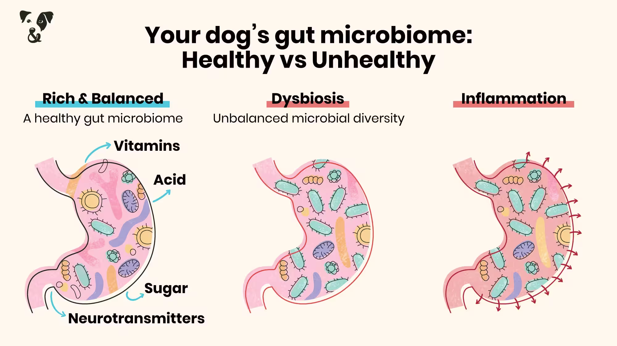 Dog owners: What you need to know about your dog’s gut microbiome-Image 5